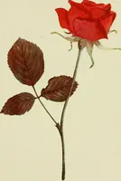 An illustration from The teaching of drawing : its aims and methods (1910)