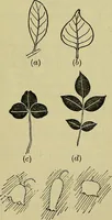 An illustration from The teaching of drawing : its aims and methods (1910)