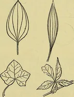An illustration from The teaching of drawing : its aims and methods (1910)