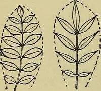 An illustration from The teaching of drawing : its aims and methods (1910)