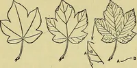 An illustration from The teaching of drawing : its aims and methods (1910)
