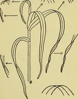 An illustration from The teaching of drawing : its aims and methods (1910)