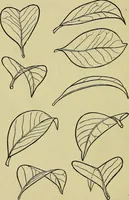An illustration from The teaching of drawing : its aims and methods (1910)