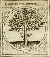 An illustration from Teatro d'imprese (1623)