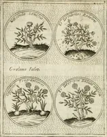 An illustration from Teatro d'imprese (1623)