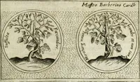 An illustration from Teatro d'imprese (1623)