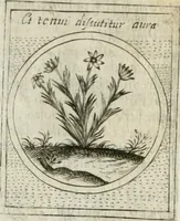 An illustration from Teatro d'imprese (1623)