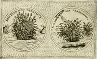 Picture 209 of 765 from Teatro d'imprese (1623), leaf 687