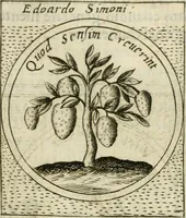 Picture 248 of 765 from Teatro d'imprese (1623), leaf 719