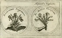 An illustration from Teatro d'imprese (1623)