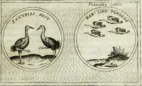 Picture 439 of 765 from Teatro d'imprese (1623), leaf 906