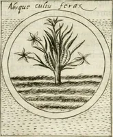 An illustration from Teatro d'imprese (1623)
