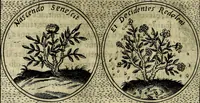 An illustration from Teatro d'imprese (1623)
