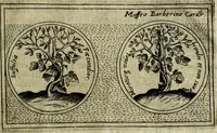 An illustration from Teatro d'imprese (1623)