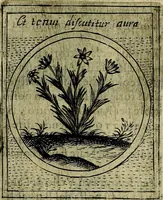 An illustration from Teatro d'imprese (1623)