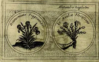 Picture 429 of 789 from Teatro d'imprese (1623), leaf 877