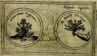 Picture 364 of 705 from Teatro d'imprese (1623), leaf 549