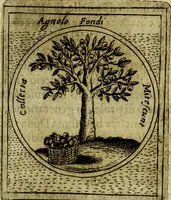 Picture 578 of 705 from Teatro d'imprese (1623), leaf 764