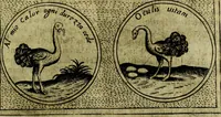 An illustration from Teatro d'imprese (1623)