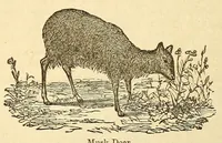 An illustration from The Technologist (1861)