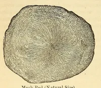 Picture 4 of 6 from The Technologist (1861), leaf 414