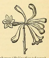 An illustration from The Technologist (1861)