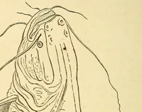 An illustration from The Technologist (1861)