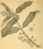 An illustration from The Technologist (1861)