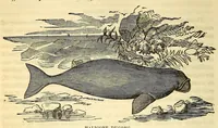 An illustration from The Technologist (1861)