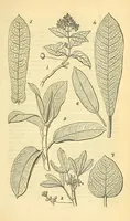 An illustration from The Technologist (1861)