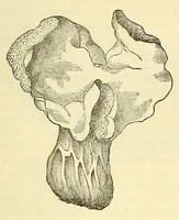 An illustration from The Technologist (1861)