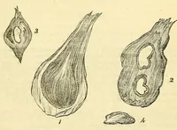 An illustration from The Technologist (1861)