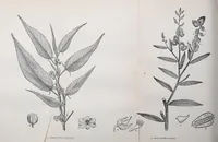 An illustration from The Technologist (1861)