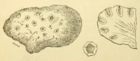 An illustration from The Technologist (1861)