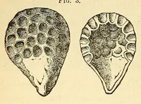 An illustration from The Technologist (1861)