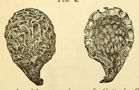 An illustration from The Technologist (1861)