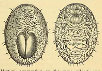 Picture 2 of 5 from The Technologist (1861), leaf 69