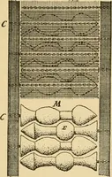 Picture 52 of 160 from Technology of textile design. Being a practical treatise on the construction and application of weaves for all textile fabrics, with minute reference to the latest inventions for weaving (1888), leaf 172