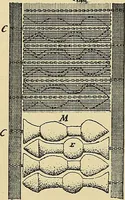 An illustration from Technology of textile design. Being a practical treatise on the construction and application of weaves for all textile fabrics, with minute reference to the latest inventions for weaving (1888)