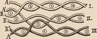 An illustration from Technology of textile design. A practical treatise on the construction and application of weaves for all textile fabrics... Containing also an appendix describing all the latest methods and improvements in designing and manufacturing (1890)