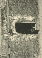 An illustration from The temple of Bîgeh (1915)
