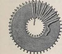 An illustration from Teneriffe lace work (1920)