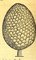 An illustration from Terzo volume delle nauigationi et viaggi (1565)