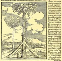 Picture 2 of 14 from Terzo volume delle nauigationi et viaggi nel quale si contengono le nauigationi al Mondo Nuouo ... le nauigationi fatte dipoi alle dette Indie ... Si come dimostrano le diuerse relationi, (1556), leaf 216