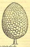 Picture 8 of 14 from Terzo volume delle nauigationi et viaggi nel quale si contengono le nauigationi al Mondo Nuouo ... le nauigationi fatte dipoi alle dette Indie ... Si come dimostrano le diuerse relationi, (1556), leaf 366