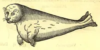 An illustration from Terzo volume delle nauigationi et viaggi nel quale si contengono le nauigationi al Mondo Nuouo ... le nauigationi fatte dipoi alle dette Indie ... Si come dimostrano le diuerse relationi, (1556)