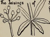 An illustration from A text book dealing with ornamental design for woven fabrics (1897)
