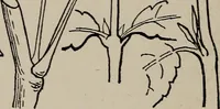 An illustration from A text book dealing with ornamental design for woven fabrics (1897)