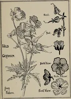 An illustration from A text book dealing with ornamental design for woven fabrics (1897)