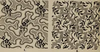 An illustration from A text book dealing with ornamental design for woven fabrics (1897)